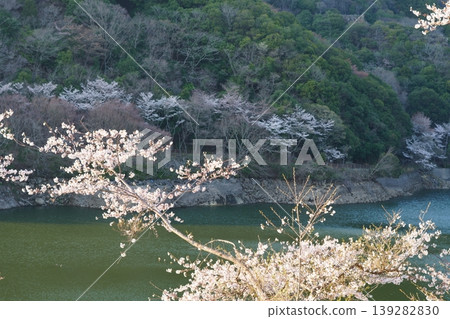 湖邊山上盛開的山櫻和染井吉野櫻的景色。 湖邊山上盛開的山櫻和染井吉野櫻的景色。 139282830