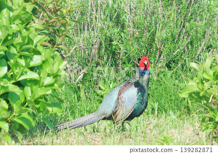 A male pheasant looking directly at the camera, with a bright red wattle. A male pheasant looking directly at the camera, with a bright red wattle. 139282871