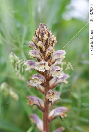 Orobanche minor flower Orobanche minor flower 139282926