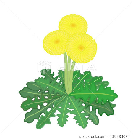 蒲公英的插圖 蒲公英的插圖 139283071