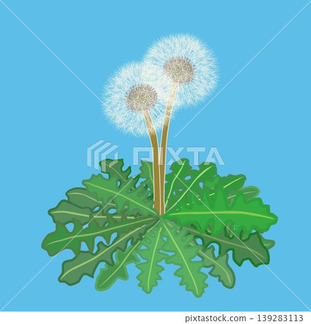蒲公英插圖,帶有蓬鬆的種子 蒲公英插圖,帶有蓬鬆的種子 139283113