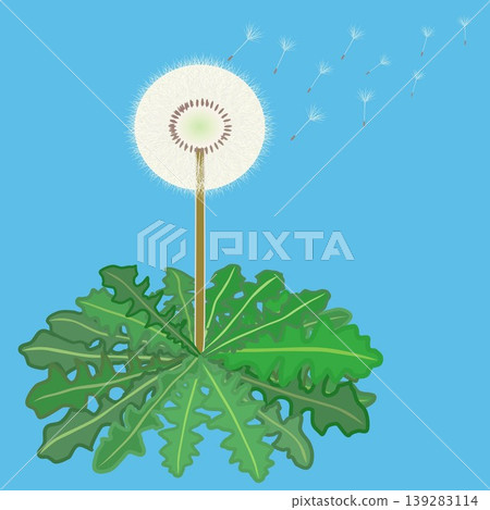 蒲公英絨毛被風吹散的插圖。 蒲公英絨毛被風吹散的插圖。 139283114
