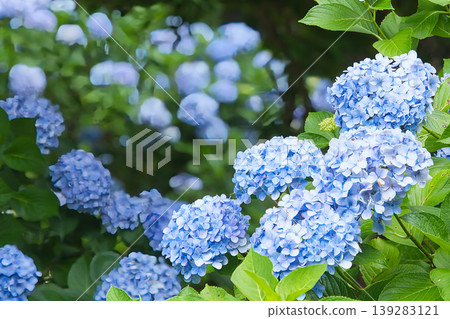 Blue hydrangeas Blue hydrangeas 139283121