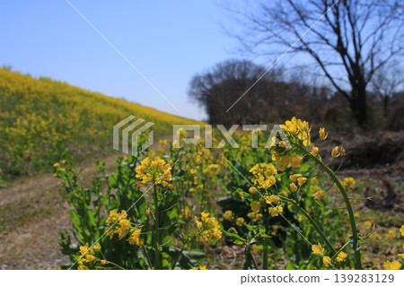 Rape blossoms 139283129