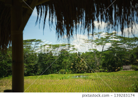 Picturesque rice fields bordered by vibrant trees under a blue sky Picturesque rice fields bordered by vibrant trees under a blue sky 139283174