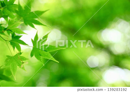 Fresh green leaves 139283192