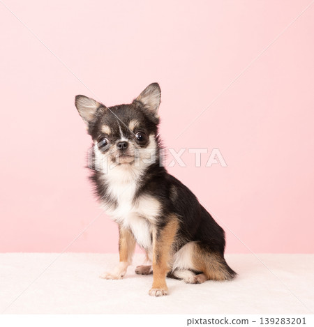 Pink bag and Chihuahua Tarako 139283201