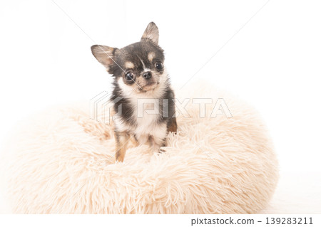 A Chihuahua in a white bed A Chihuahua in a white bed 139283211