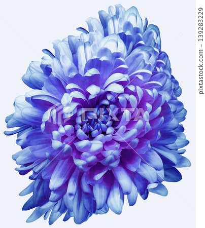 chrysanthemum flower  on white isolated background with clipping path. Closeup..  Nature. 139283229
