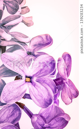 Lilac flowers and petals. Close-up. Nature. Lilac branch. Lilac flowers and petals. Close-up. Nature. Lilac branch. 139283234