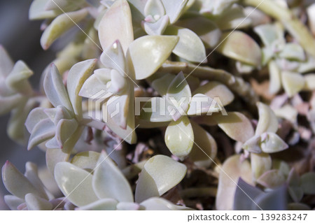 This is a close-up of a succulent leaf. This is a close-up of a succulent leaf. 139283247