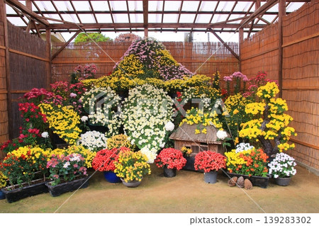 Chrysanthemum   139283302