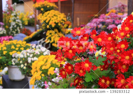 Chrysanthemum   139283312
