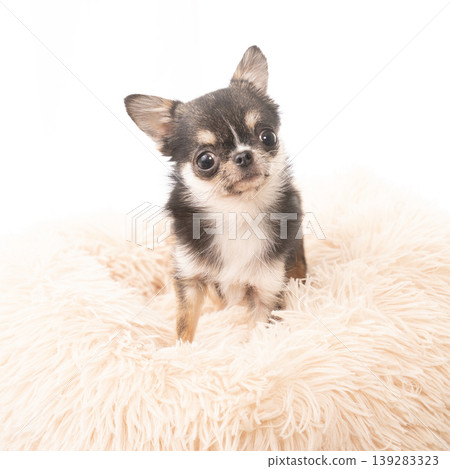 Tarako the Chihuahua in a pink bed Tarako the Chihuahua in a pink bed 139283323