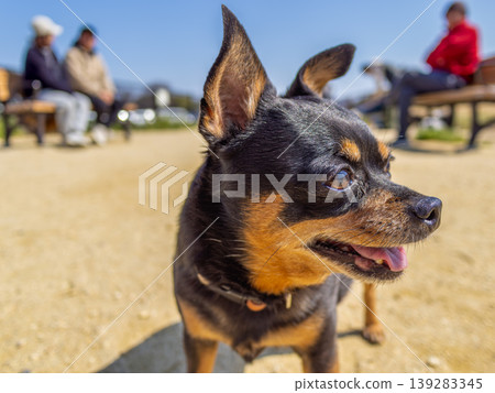 Dog run dog Dog run dog 139283345