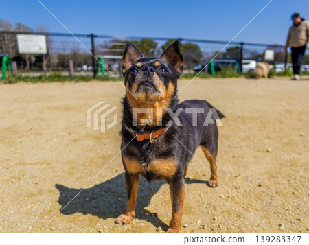 Dog run dog Dog run dog 139283347