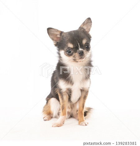White background and Chihuahua Tarako White background and Chihuahua Tarako 139283381