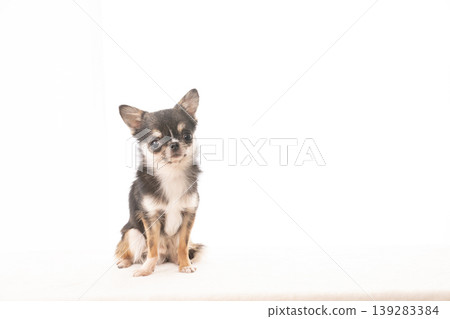 White background and Chihuahua Tarako 139283384