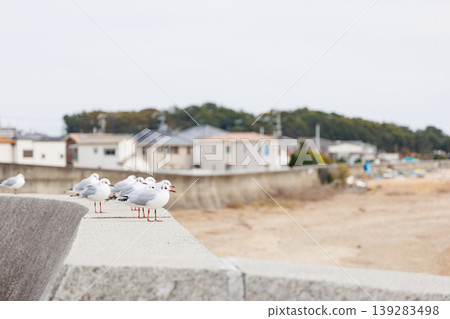 黑頭鷗凝視著瀨戶內海 139283498