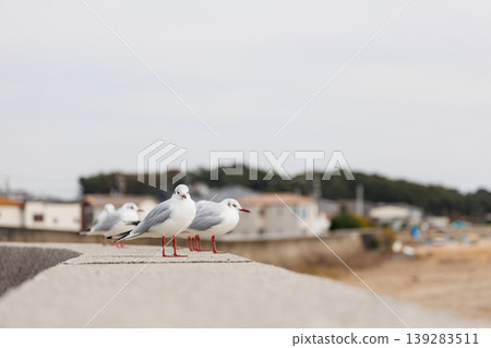 Black-headed gulls gazing at the Seto Inland Sea 139283511