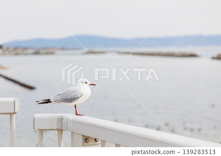 Black-headed gulls gazing at the Seto Inland Sea Black-headed gulls gazing at the Seto Inland Sea 139283513