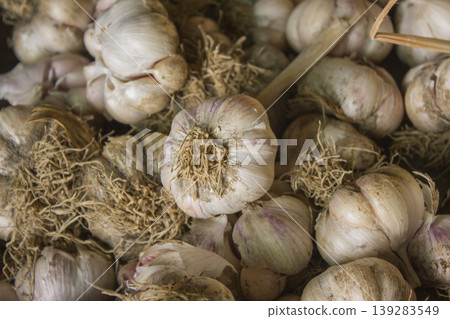 Garlic harvest, growing vegetable, agriculture background 139283549