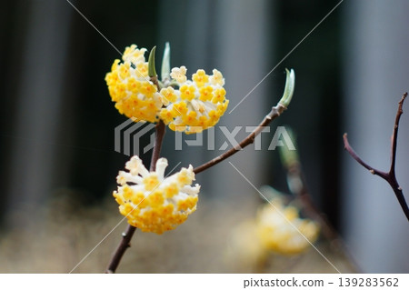The delicate flowers of the Mitsumata plant herald the arrival of spring. The delicate flowers of the Mitsumata plant herald the arrival of spring. 139283562