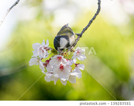 櫻花和山雀 櫻花和山雀 139283581