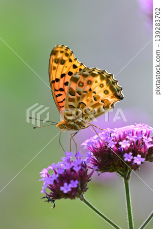 Indian Fritillary (male) 139283702