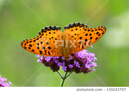 Indian Fritillary (male) Indian Fritillary (male) 139283707