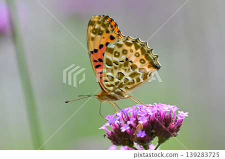 Indian Fritillary (male) Indian Fritillary (male) 139283725