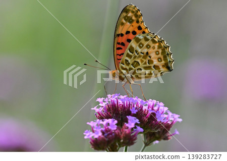 Indian Fritillary (male) 139283727