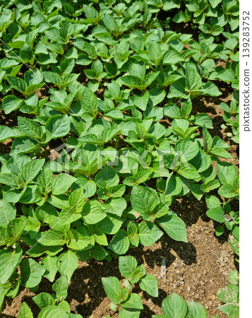 Perilla seedlings grown by sowing seeds in rural areas. 139283752