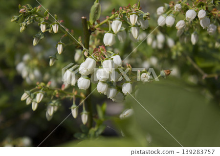 White flowers on blueberry stem White flowers on blueberry stem 139283757