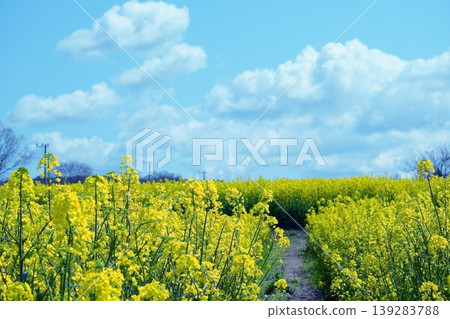 畫面展現了一條通往盛開的油菜花田的小路，藍天白雲。 139283788