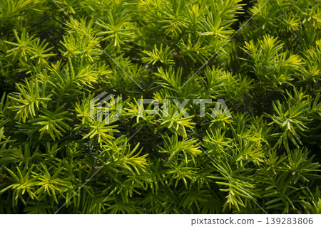 Taxus baccata close up. Green branches of yew tree(Taxus baccata, English yew Taxus baccata close up. Green branches of yew tree(Taxus baccata, English yew 139283806