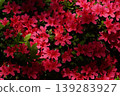 多株紅色杜鵑花 139283927