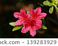 紅杜鵑花 139283929