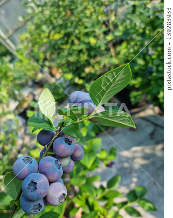 Highbush blueberry plant with fruits Highbush blueberry plant with fruits 139283933