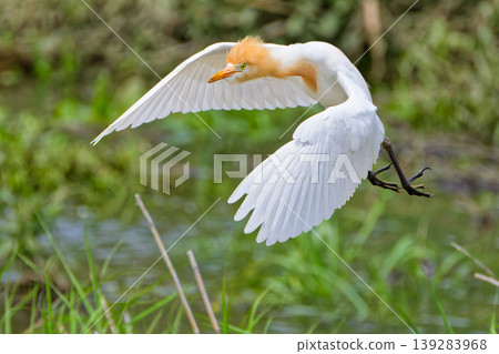 A flying scene of Amagasugi A flying scene of Amagasugi 139283968