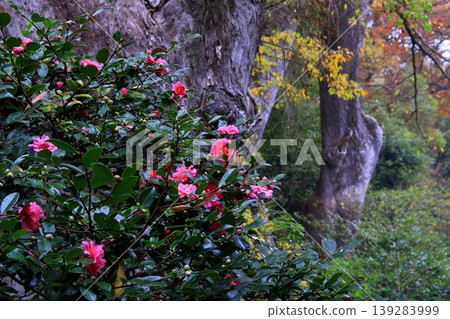 山茶花 139283999
