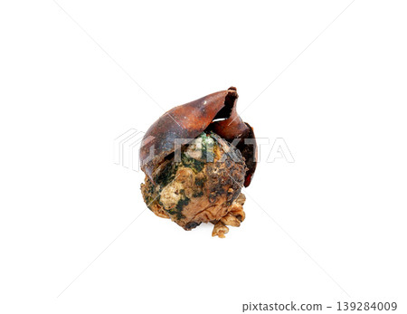 Rotten tulip bulb [white background, cutout] 139284009