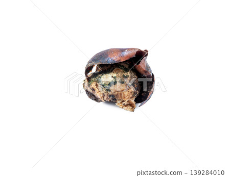 Rotten tulip bulb [white background, cutout] 139284010