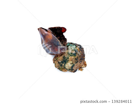 Rotten tulip bulb [white background, cutout] 139284011