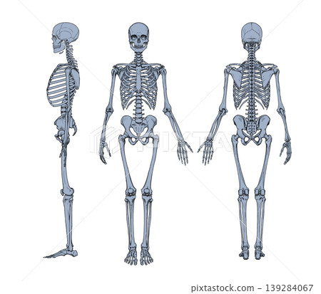 Three-view drawing of a standing male (skeletal structure) Three-view drawing of a standing male (skeletal structure) 139284067
