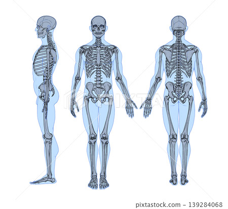 Three-view drawing of a standing male (skeleton + body surface image) Three-view drawing of a standing male (skeleton + body surface image) 139284068