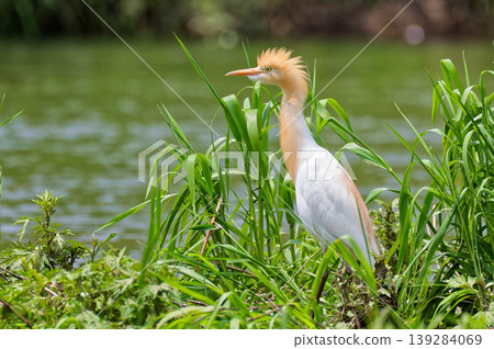 Cattle egrets walking along the waterside in spring Cattle egrets walking along the waterside in spring 139284069