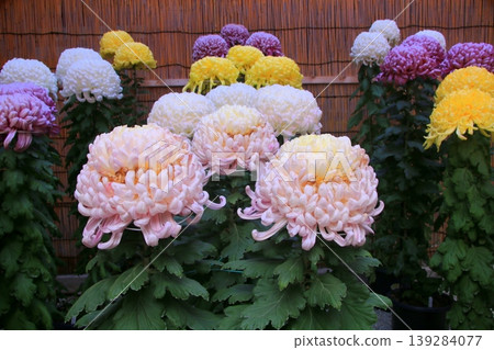 菊花 菊花 139284077