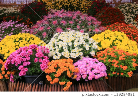 菊花 139284081