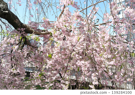 Cherry blossoms blooming along the Tagawa River near Miyanobashi Bridge 139284100